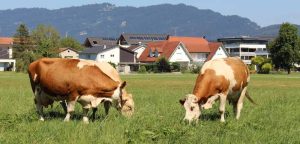 cows