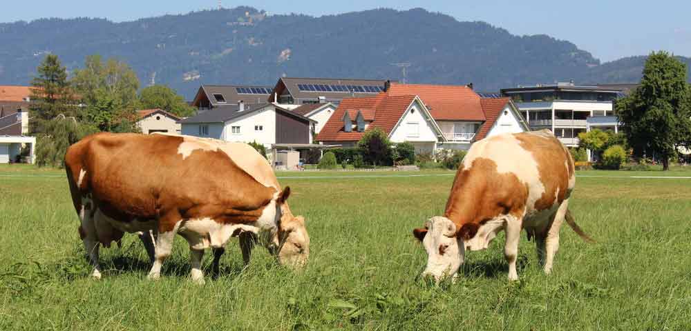 cows