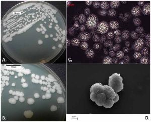prototheca algae