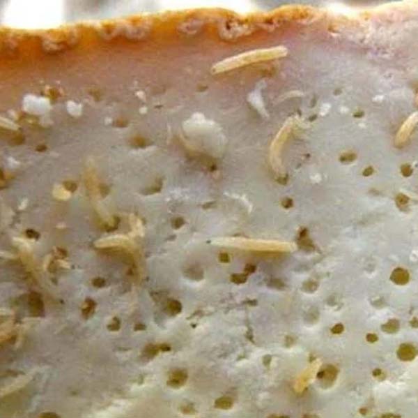 Casu marzu3