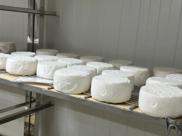 Sajtkülönlegességek különleges érlelő kultúrákkal – 1. rész